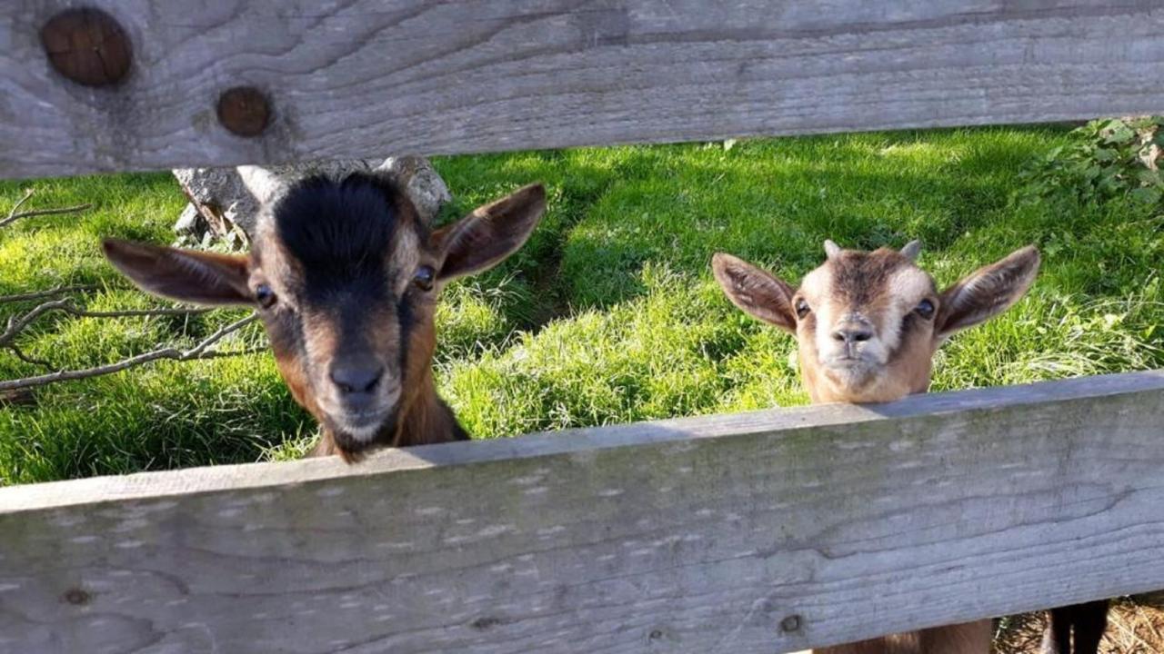 Landgasthof Blasini - Pfahlhof Zandt Luaran gambar
